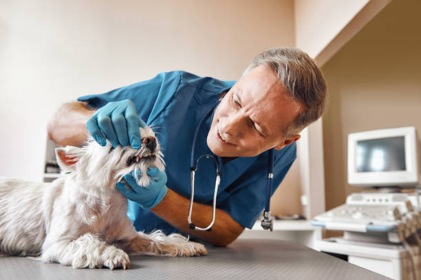 Best Emergency Dentist for Knocked-Out Tooth in Belmont, VA